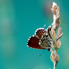 Cacyreus marshalli