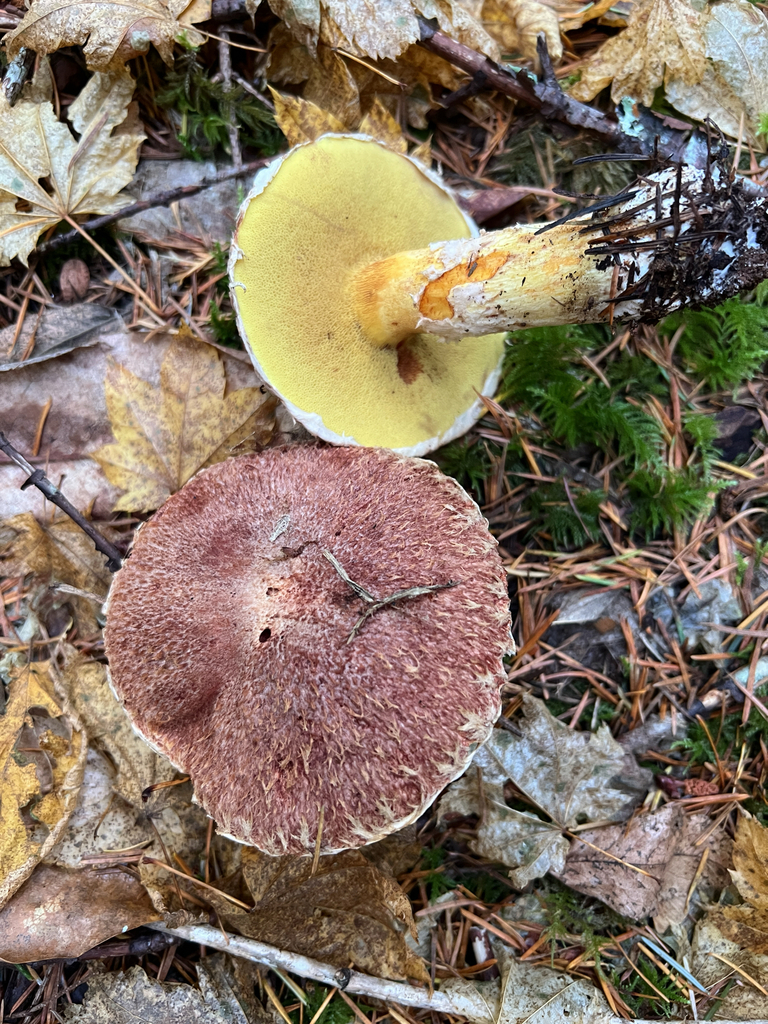 Suillus lakei · November 2025 · photo: © moorebuesing (iNaturalist, cc0)