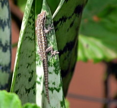 Lygodactylus angularis