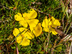 Hibbertia prostrata