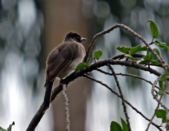 Pycnonotus barbatus