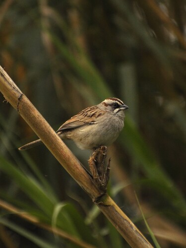 Yungas Sparrow (Rhynchospiza dabbenei), photo 6