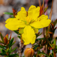 Hibbertia prostrata