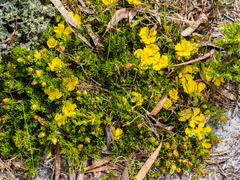 Hibbertia prostrata