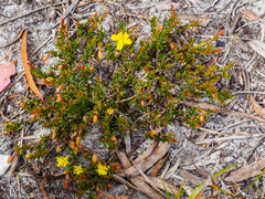 Hibbertia prostrata