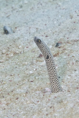 Heteroconger hassi