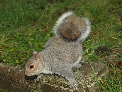 Sciurus carolinensis