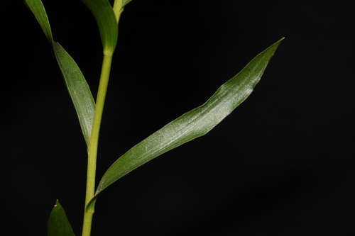 Liatris compacta, photograph 6