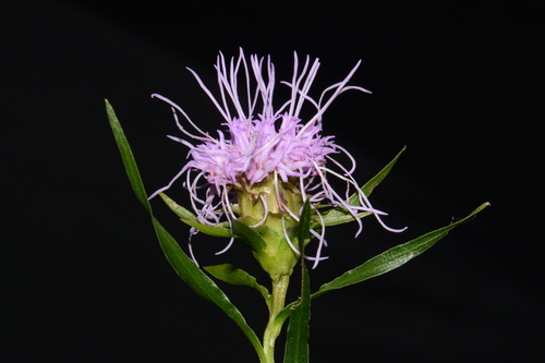 Ouachita blazing star (Liatris compacta)