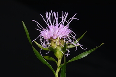 Liatris compacta, photograph (c) Brian Finzel, some rights reserved (CC BY-SA)