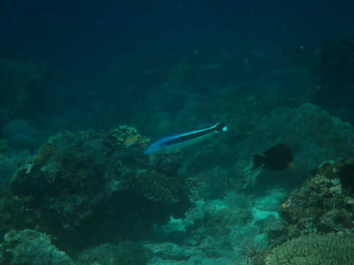Malacanthus latovittatus