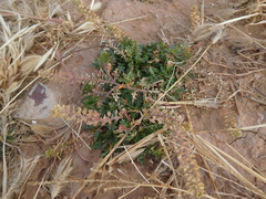 Lepidium oblongum