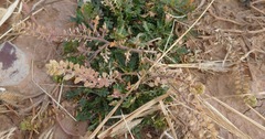 Lepidium oblongum