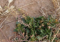 Lepidium oblongum