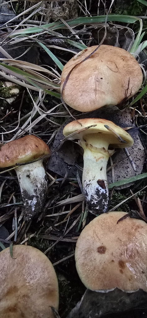Suillus caerulescens · November 2025 · photo: © leannestacy (iNaturalist, cc0)