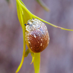 Paropsis aegrota