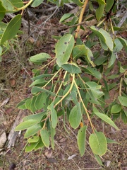 Arctostaphylos rainbowensis