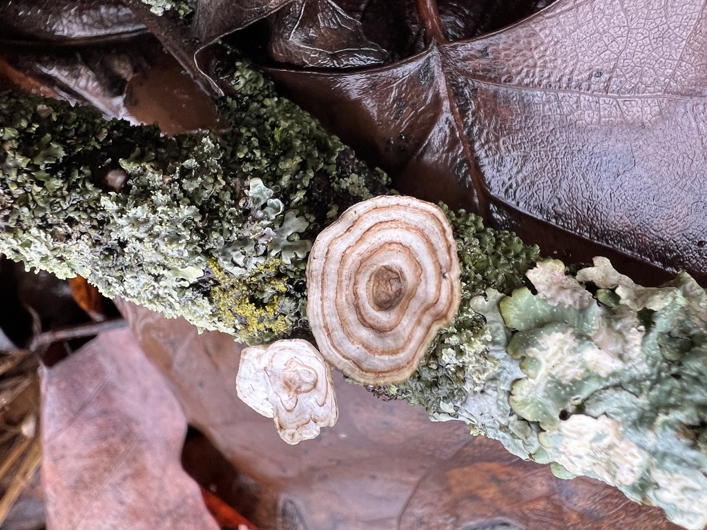 Trametes conchifer · November 2025 · photo: © hills47448 (iNaturalist, cc-by)