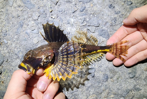 Tussen-donderpad (Gymnocanthus intermedius) — Cottidae — 2