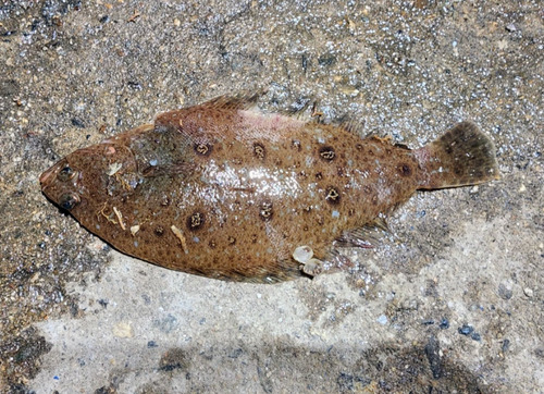 Roundnose flounder (Eopsetta grigorjewi) — Pleuronectidae — 3