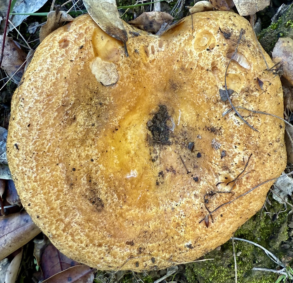 Lactarius alnicola · November 2025 · photo: © hllrnnr (iNaturalist, cc0)