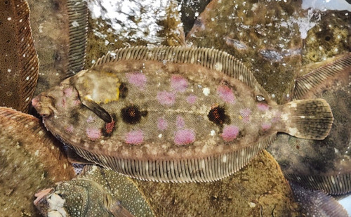 Slijm-schar (Microstomus achne) — Pleuronectidae — 2