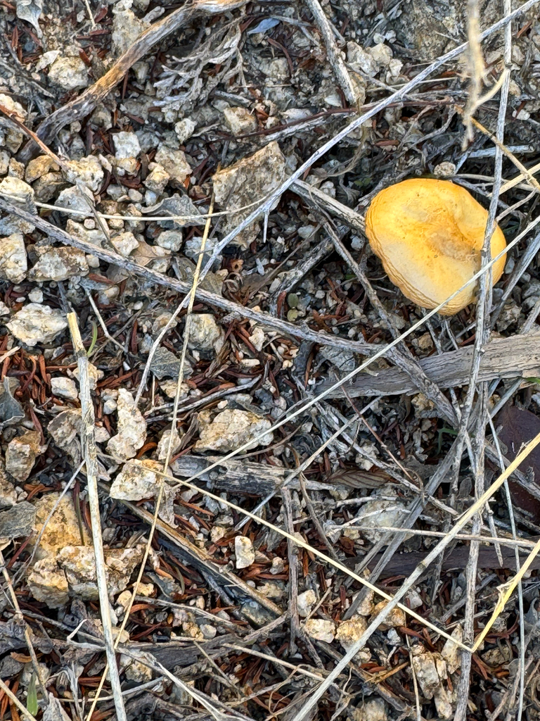 Agrocybe pediades · November 2025 · photo: © klicklo (iNaturalist, cc-by)