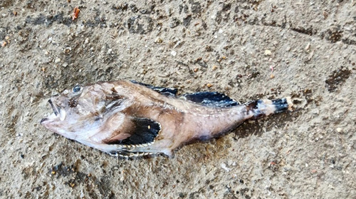 Malacocottus gibber