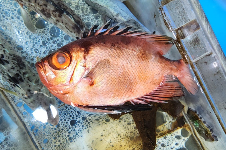 Langvin-koningsoogvis (Cookeolus japonicus) — Priacanthidae