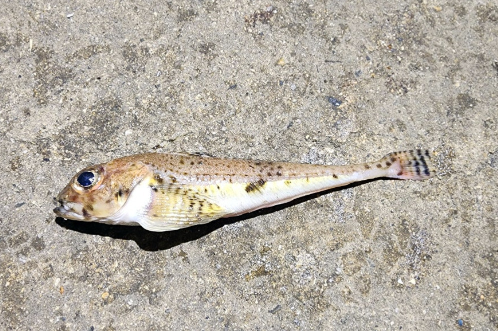Spectacled sculpin