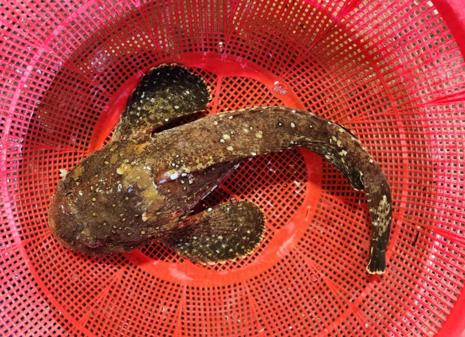 Smoothcheek Sculpin
