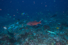 Plectropomus oligacanthus