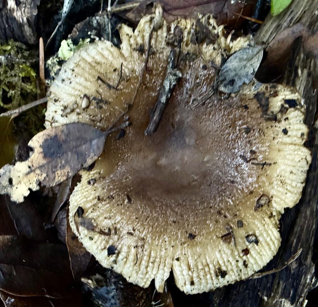 Russula cerolens · November 2025 · photo: © hllrnnr (iNaturalist, cc0)