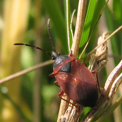 Gastrodes pacificus