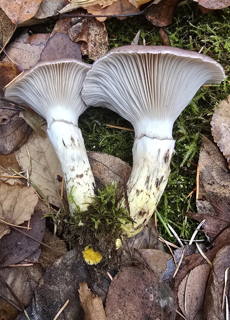 Gomphidius oregonensis · November 2025 · photo: © leannestacy (iNaturalist, cc0)