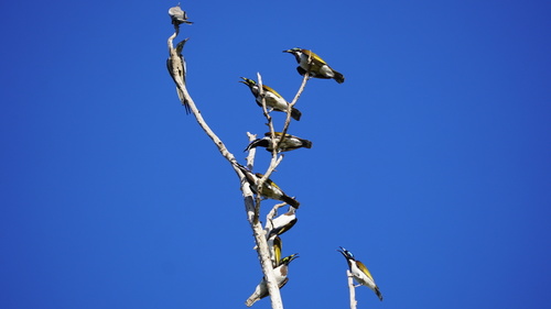 White-quilled Honeyeater