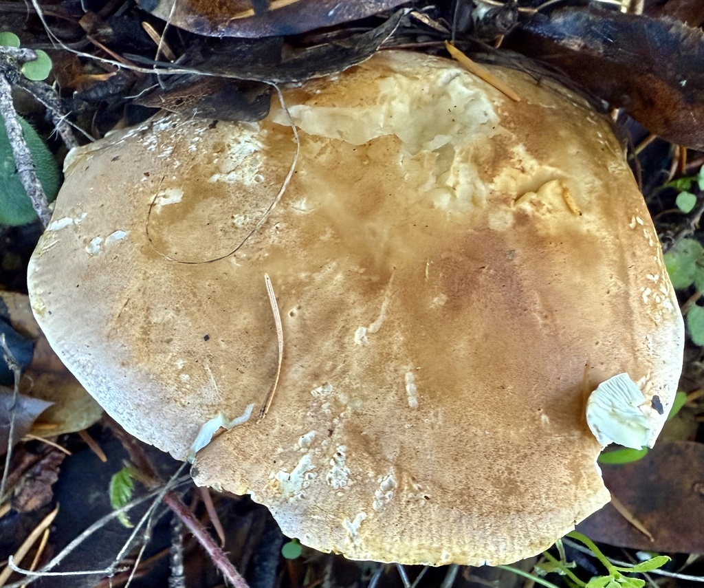 Leucopaxillus gentianeus · November 2025 · photo: © hllrnnr (iNaturalist, cc0)