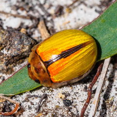 Paropsisterna hectica