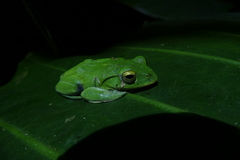 Zhangixalus taipeianus