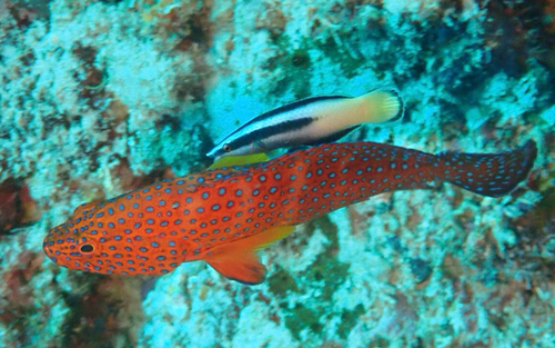 Cephalopholis miniata