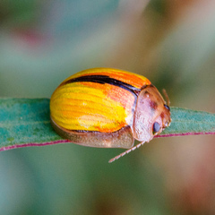 Paropsisterna hectica