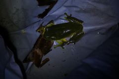 Zhangixalus taipeianus