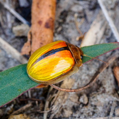 Paropsisterna hectica