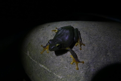 Zhangixalus taipeianus