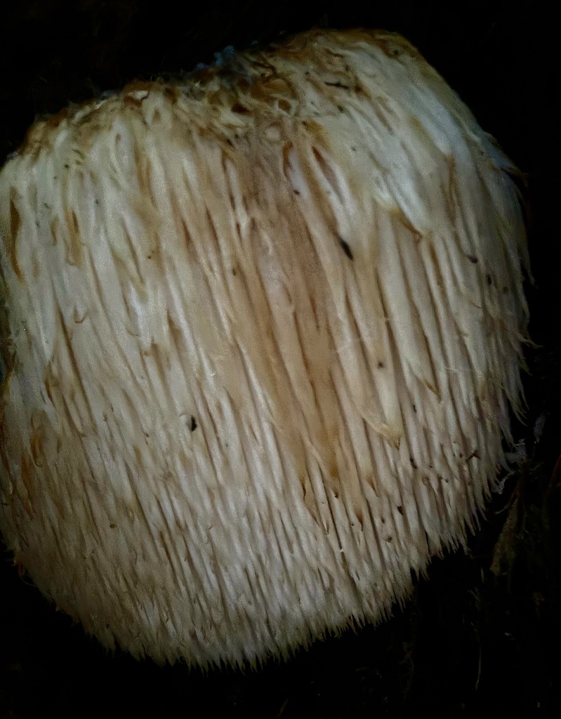 Hericium erinaceus · November 2025 · photo: © hllrnnr (iNaturalist, cc0)