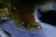 Zhangixalus taipeianus