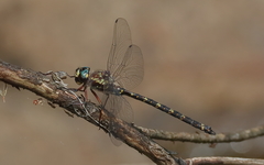 Austroaeschna atrata