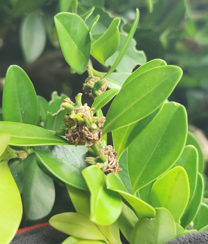 Buxus liukiuensis, 2025-11-16