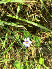 Sisyrinchium biforme