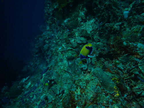Pomacanthus navarchus